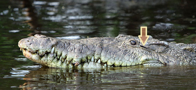Do crocodiles have ears?